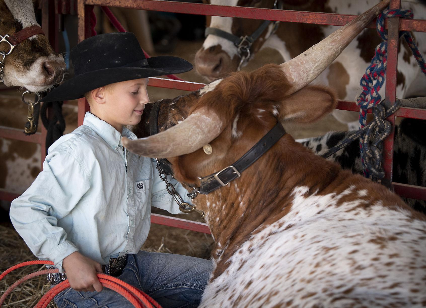 A boy and his steer